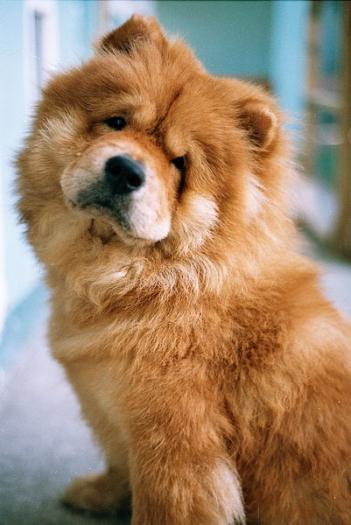 puiutz chow chow 14