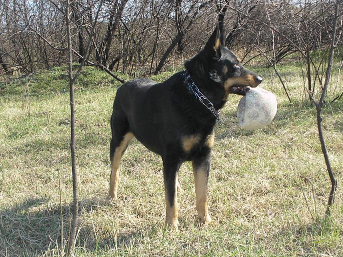 P3040022 - Nero-Rasa Beauceron