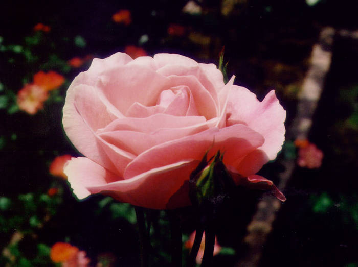 rose043 - Trandafiri