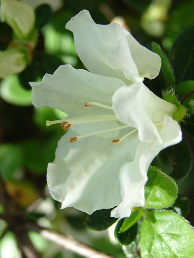 450px-Whiteazalea