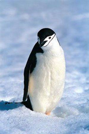 Antarctica_Pinguino%5B1%5D