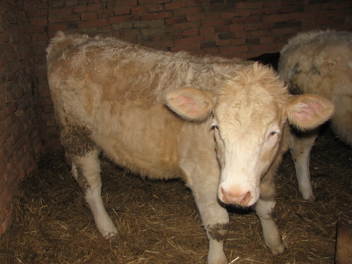 Fetita - Vaci de carne - tineret femel