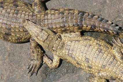 reptile-breeding[1] - reptile