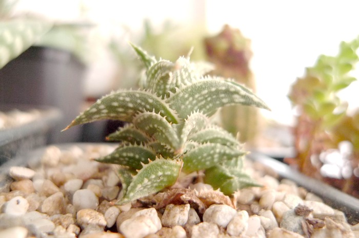  - Haworthia - Gasteria