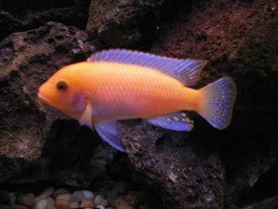 dominant_red_zebra - African Cichlid