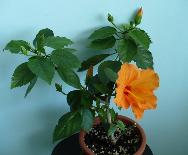 P1110775