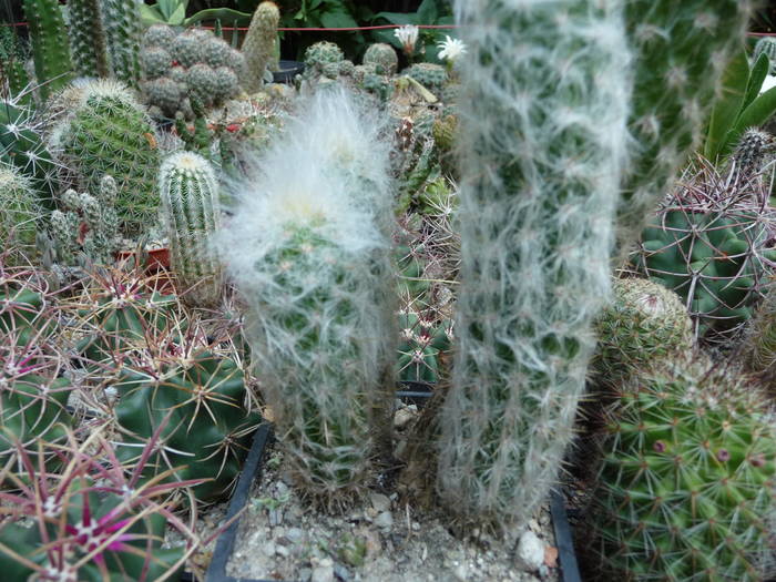 P1050017 - Cactusi