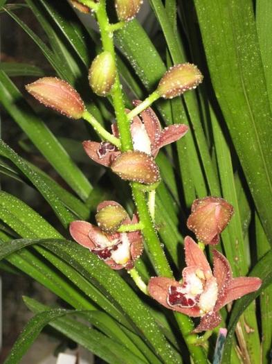 cymbidium - orhidee