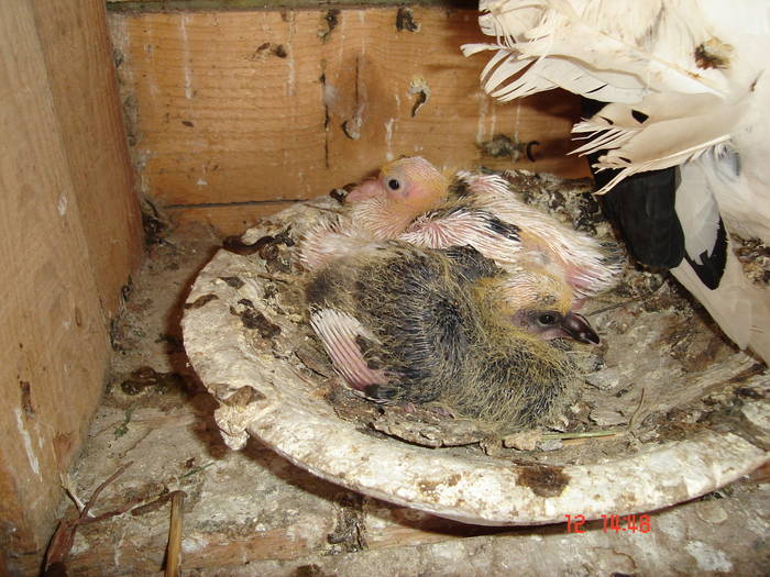 19 - D Porumbei Voltati Vechi