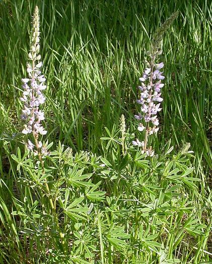 lupin (Lupinus sp.), - Plante toxice in hrana oilor si a caprelor