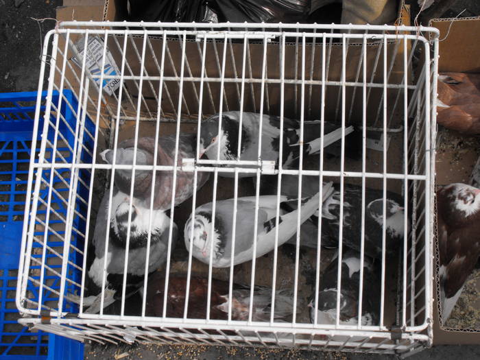 Picture 067 - Targ animale Rahova 21-03-2009