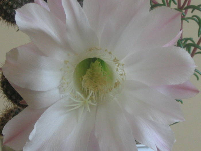 Echinopsis hb -  iulie 2009 - Cactusi