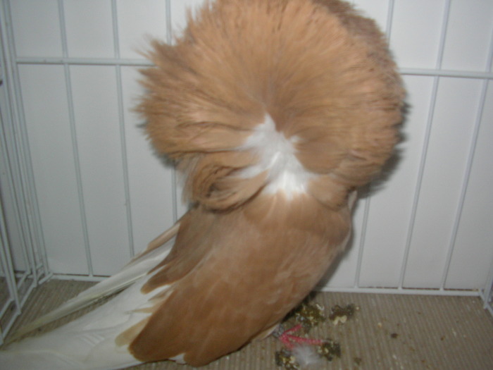 SANY0201 - poze expo 2009