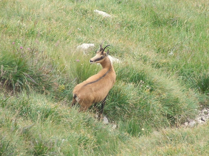 2009_08210207; Romania
