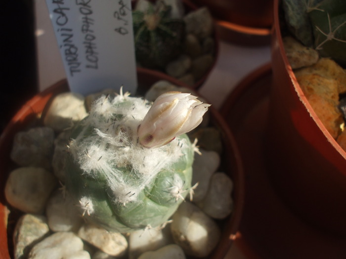 DSCF0522 - cactusii mei