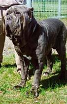 Mastino Napoletano - NET CAINI -rase