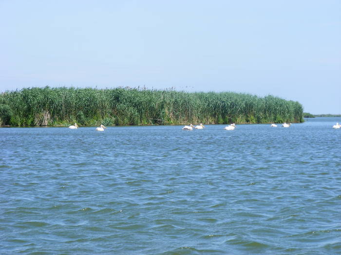 Picture 279 - Sulina Delta iulie 2009