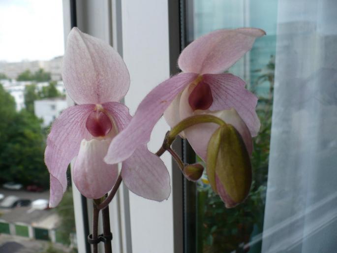 P1030388 - Orhidee