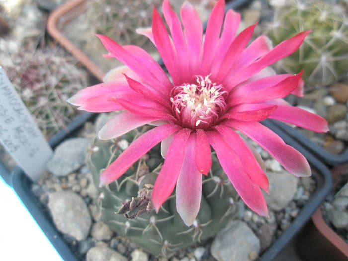 Gymnocalycium cu floare rosie - 07.06