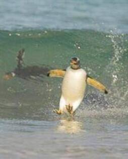 imagenes-animales-divertidas-peq