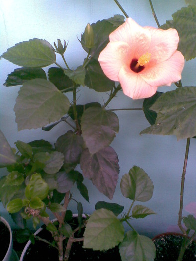 Imag649 - FLORI -2009