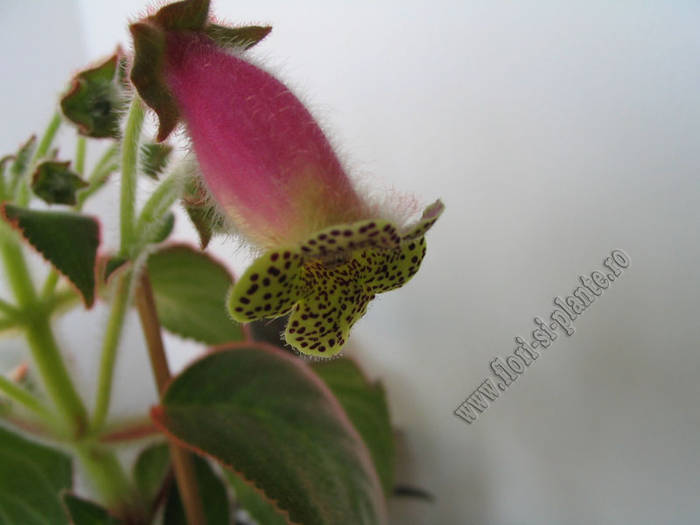 Kohleria Beltane 1 - KOHLERIA I
