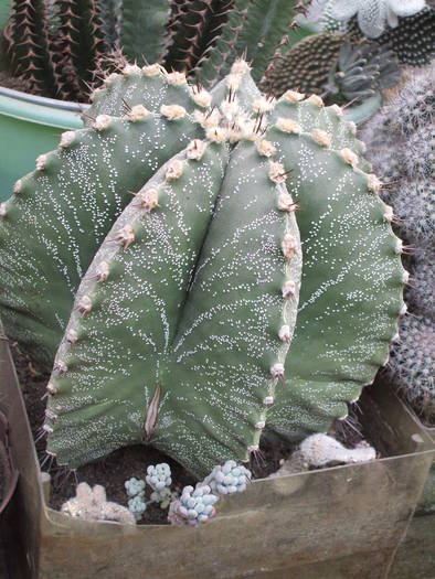 Astrophytum ornatum hb. - colectia mea de cactusi