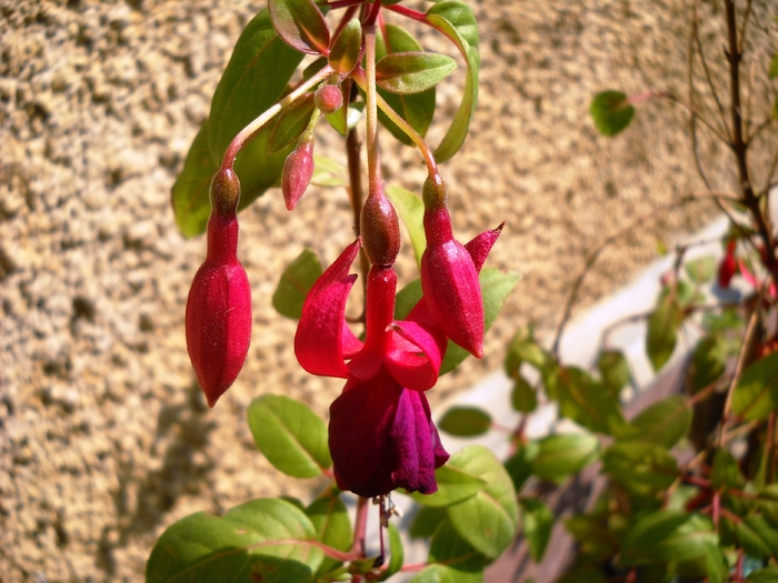 Picture 063; 3.75mb jpeg 1/12/2009 3:52am
