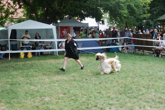 DSC_0197 - Concurs international de frumustete canina 2009 TgMures