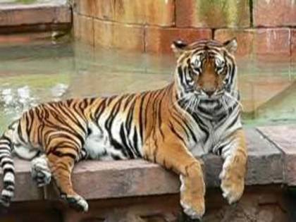 mid-Panthera_tigris5.ogg[1] - tigri