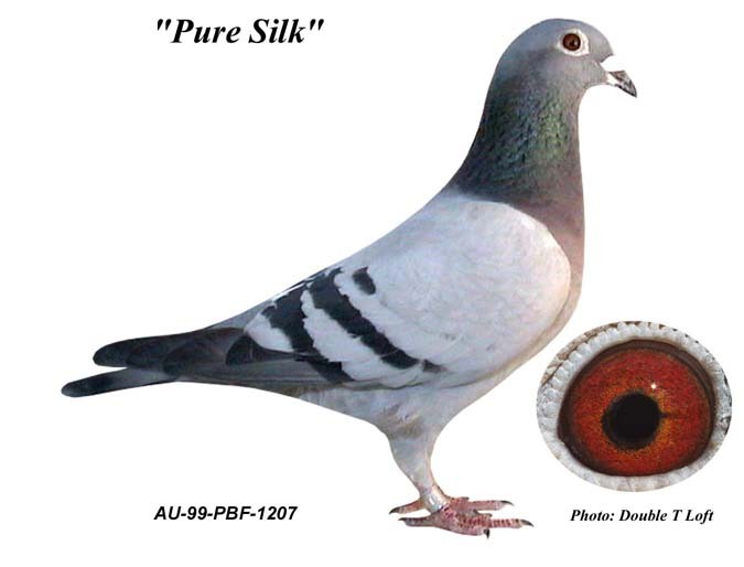 PureSilk