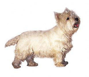 west_highland_white_terrier - Terriers
