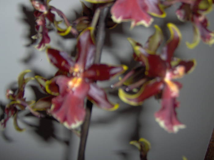 17.03.2009 - orhidee