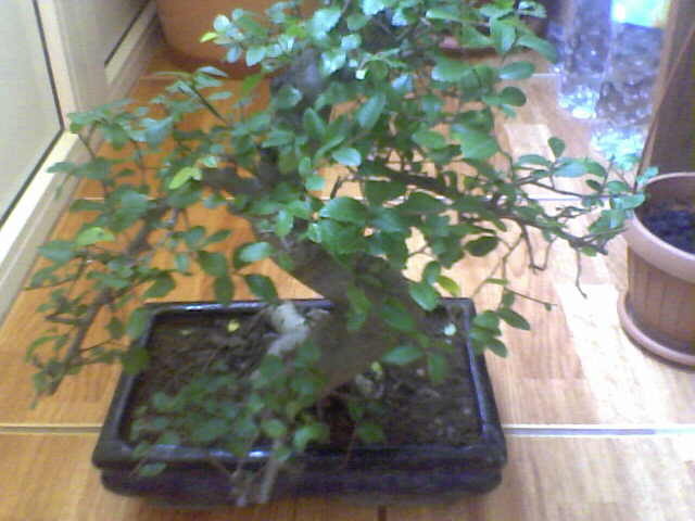 Picture 021 - BONSAI