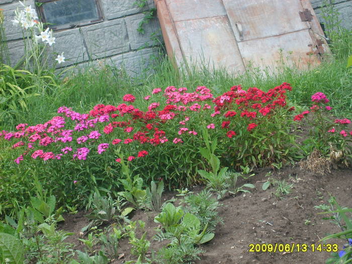 S5005171 - flori din gradina