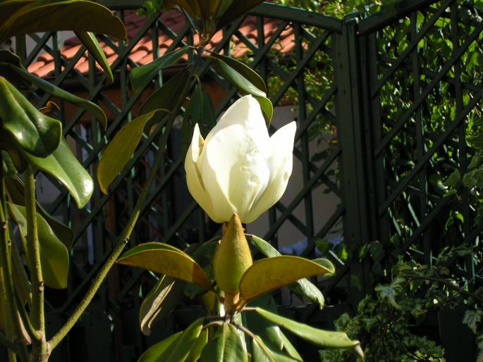 P6112896 - magnolie grandiflora