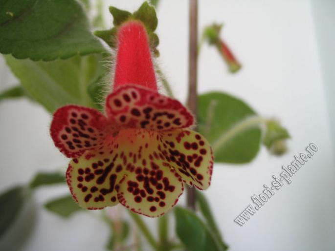 Kohleria  n  1