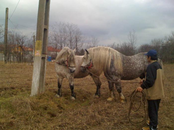 Percheron