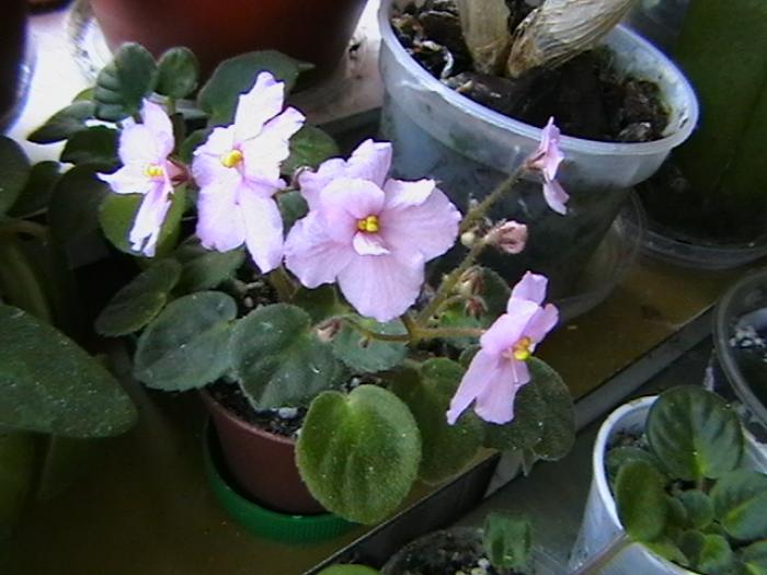 18.11 - violete 2009