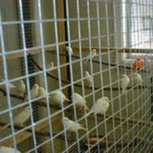 in voliera...pui albi si rosii[1]