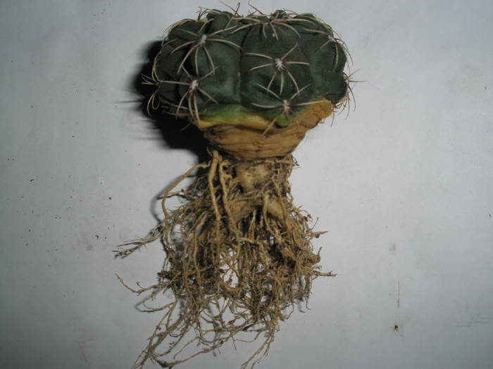 Gymnocalycium - radacini - RADACINI de cactus