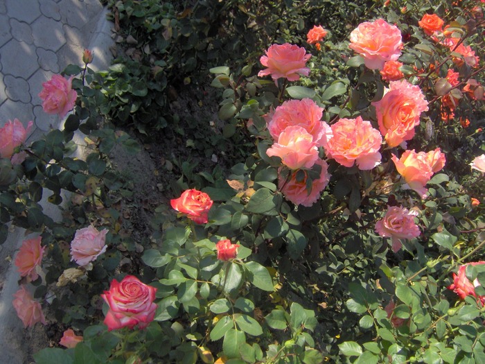IM000254 - trandafirii in octombrie 2009