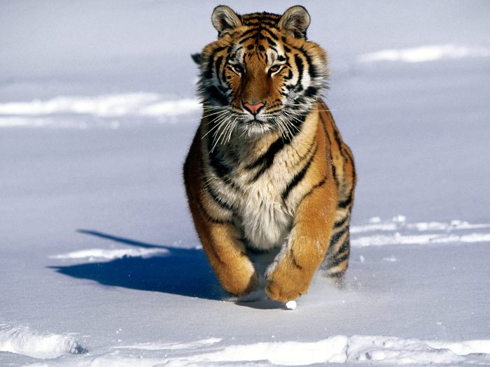 Charge!, Siberian Tiger - Animale