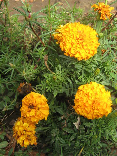 craite pitice - flori de gradina 2009