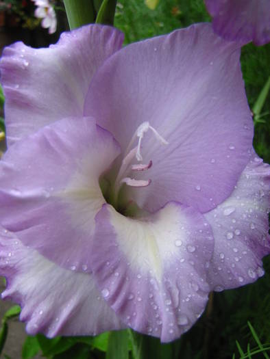 Gladiola Milka 21 iul 2009 (3) - gladiole