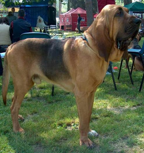 bloodhound1