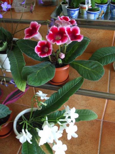 gloxinie si streptocarpus - Flori