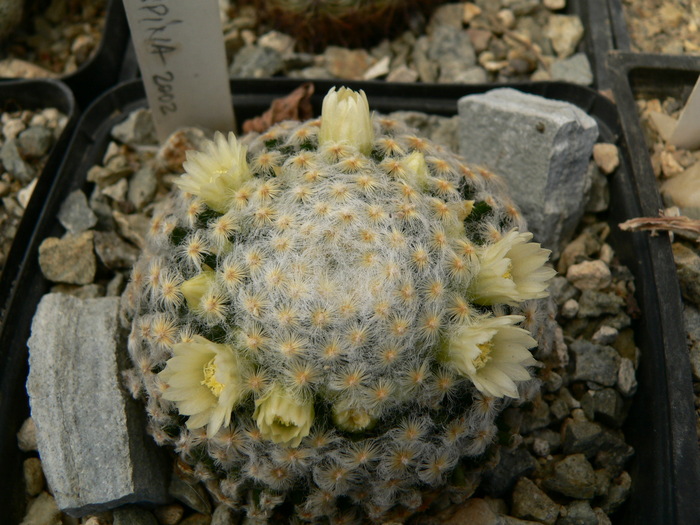 mammillaria_schiedeana_f.plumosa