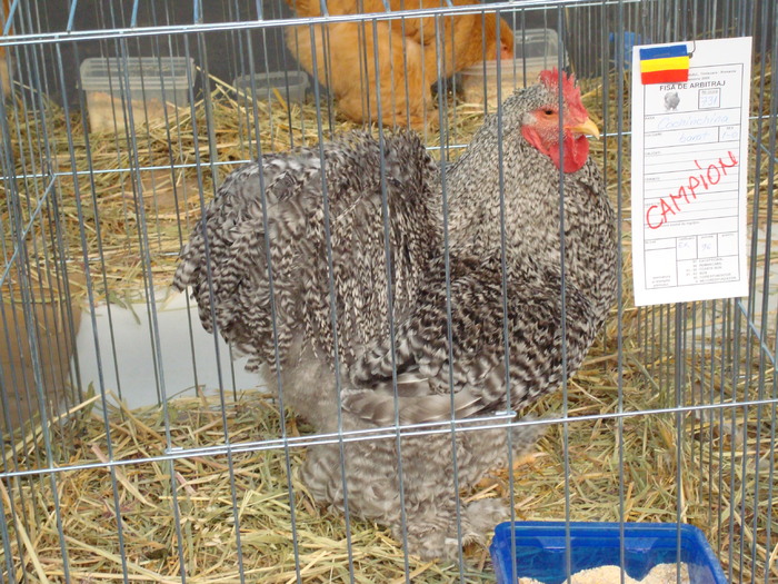 DSC04852 - Campioni de toate rasele la Expo Fauna Banatului 2009 Timisoara