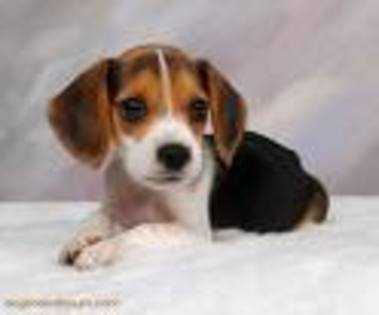 beagle 7 - Beagle puppy